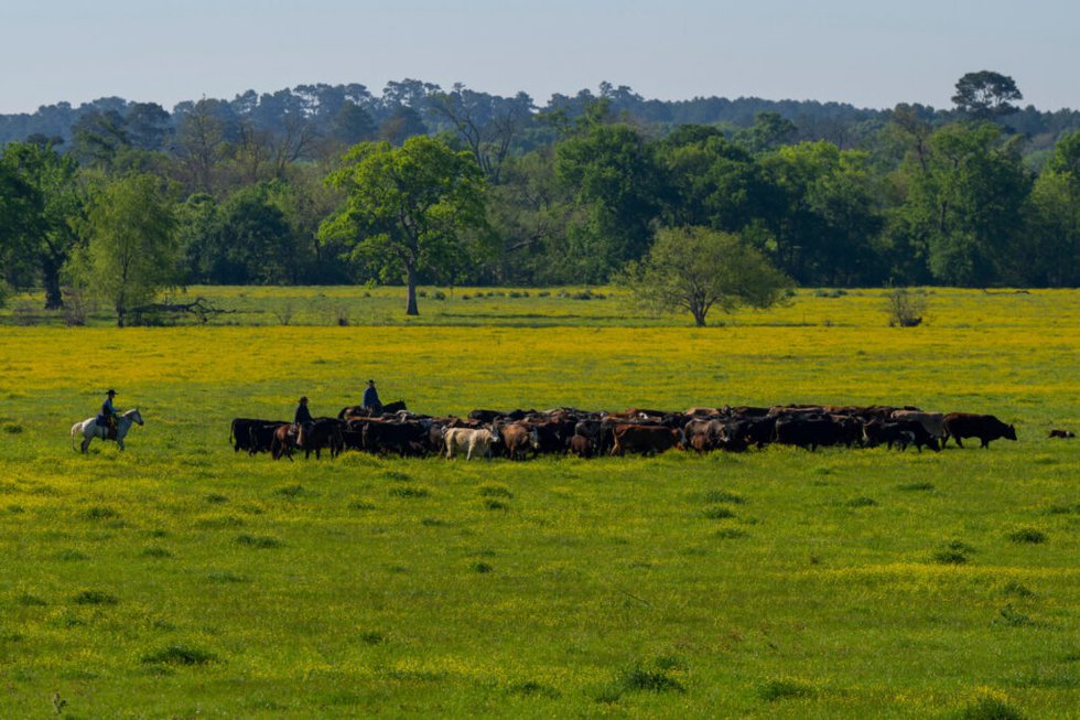 Registration open for Ranch-Raised Beef Conference on May 30-31 in College Station