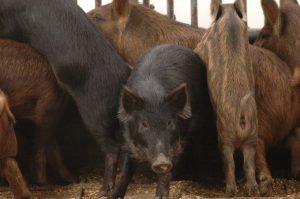 Feral hog management educational program set for May 8 in Bryan