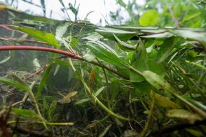 Identification and control of submerged aquatic vegetation topic of May 21 webinar