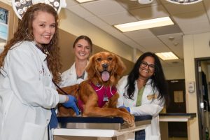 Common Heartburn Medications May Help Fight Cancer And Other Immune Disorders In Dogs, Texas A&M Researchers Find