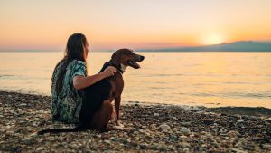 When To Say Goodbye? Survey Sheds Light On Difficult Decisions For Dog Owners