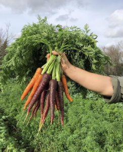 Farming in your own Backyard: Urban Aggie Farm owner talks urban farming, what to plant this season