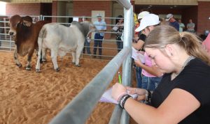 Blinn gives 4-H livestock judging teams final tune-up before state contest