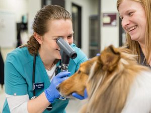 Texas A&M University System Selects Architect, Construction Manager For Clinical Veterinary Teaching And Research Complex