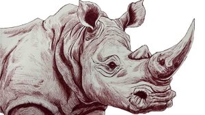 Radioactive Rhinoceros Horns May Deter Poaching