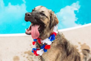 July Fourth Pet Safety